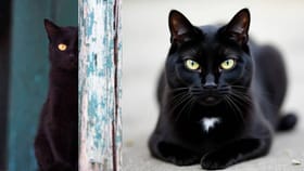 ಶುಭ ಕಾರ್ಯಗಳಿಗೆ ಹೊರಟಾಗ ಕಪ್ಪು ಬೆಕ್ಕು ದಾರಿಗೆ ಅಡ್ಡ ಬಂದರೆ ಅಶುಭವೇ?