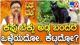 ಕಪ್ಪು ಬೆಕ್ಕು ಅಡ್ಡ ಬಂದರೆ ಏನಾಗುತ್ತೆ ಗೊತ್ತಾ? ವೀಡಿಯೋ ನೋಡಿ