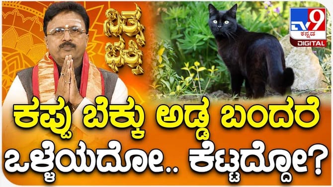 ಕಪ್ಪು ಬೆಕ್ಕು ಅಡ್ಡ ಬಂದರೆ ಏನಾಗುತ್ತೆ ಗೊತ್ತಾ? ವೀಡಿಯೋ ನೋಡಿ