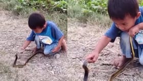 ಆಟಿಕೆಯ ರೀತಿ ಹಾವಿನ ಜತೆ ಆಟವಾಡಿದ ಪೋರ