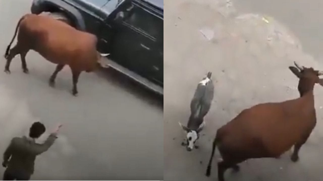 ಥಾರ್ ಚಕ್ರದ ಅಡಿಯಲ್ಲಿ ಸಿಲುಕಿದ ಕರು; ಸಮಯ ಸಂಗ್ರಹಣೆ ಮೆರೆದು ಜೀವ ಉಳಿಸಿದ ಕಾರು ಮಾಲೀಕ!