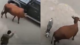 ಚಕ್ರದ ಅಡಿಯಲ್ಲಿ ಸಿಲುಕಿದ ಕರು