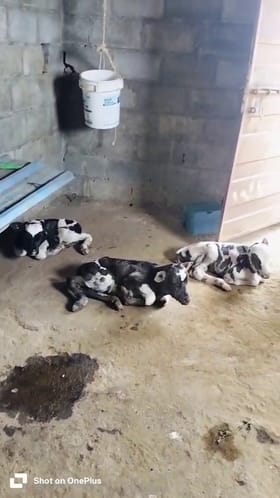 ನೆಲಮಂಗಲ: ಮೂರು ಕರುಗಳಿಗೆ ಜನ್ಮ ನೀಡಿದ ಗೋವು