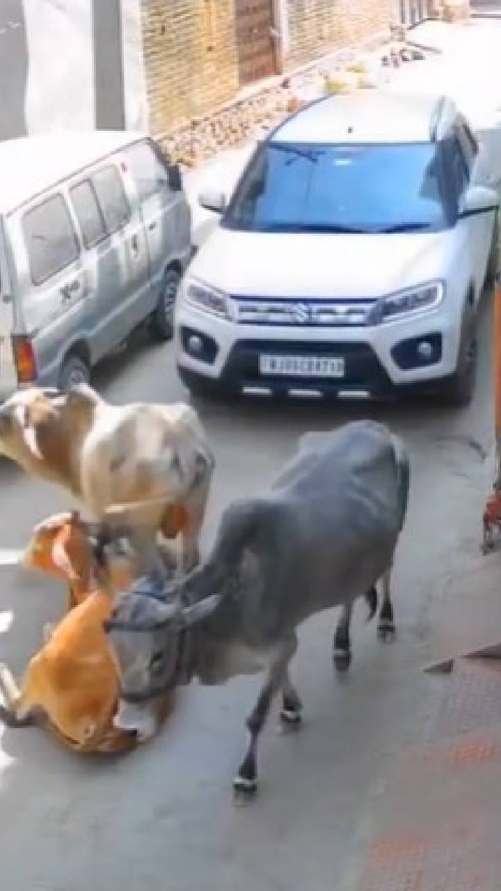 ರಸ್ತೆ ಮೇಲೆ ಮಲಗಿದ್ದ ಹಸುವಿನ ಮೇಲೆ ಕಾರು ಹತ್ತಿಸಿದ ವ್ಯಕ್ತಿ