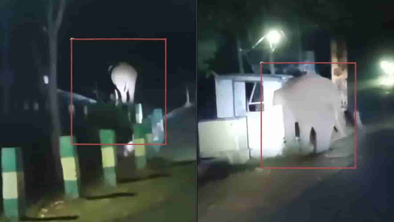 ಗಡಿ ಜಿಲ್ಲೆ ಚಾಮರಾಜನಗರದ ರೈತರಿಗೆ ಕಾಡಾನೆ ಕಾಟ: ಬೆಳೆದ ಬೆಳೆ ಕೈಸೇರುವ ಮುನ್ನವೇ ಸರ್ವನಾಶ!