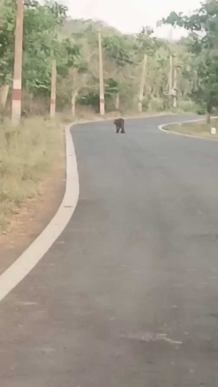 ರಸ್ತೆ ಮೇಲೆ ಬಿಂದಾಸ್ ಆಗಿ ಹೊರಟ ಚಿರತೆ!