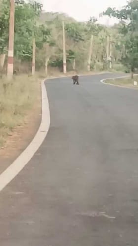 ರಸ್ತೆ ಮೇಲೆ ಬಿಂದಾಸ್ ಆಗಿ ಹೊರಟ ಚಿರತೆ!