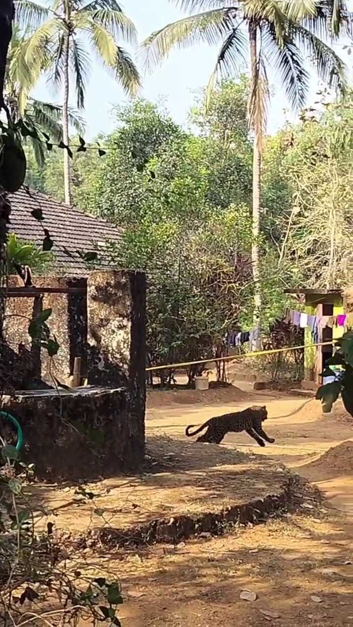 ರಾತ್ರಿ ವೇಳೆ ಬಾವಿಗೆ ಬಿದ್ದ ಚಿರತೆ ಎದ್ದು ಓಡಿತದ್ದೇಗೆ ನೋಡಿ!