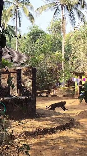 ರಾತ್ರಿ ವೇಳೆ ಬಾವಿಗೆ ಬಿದ್ದ ಚಿರತೆ ಎದ್ದು ಓಡಿತದ್ದೇಗೆ ನೋಡಿ!