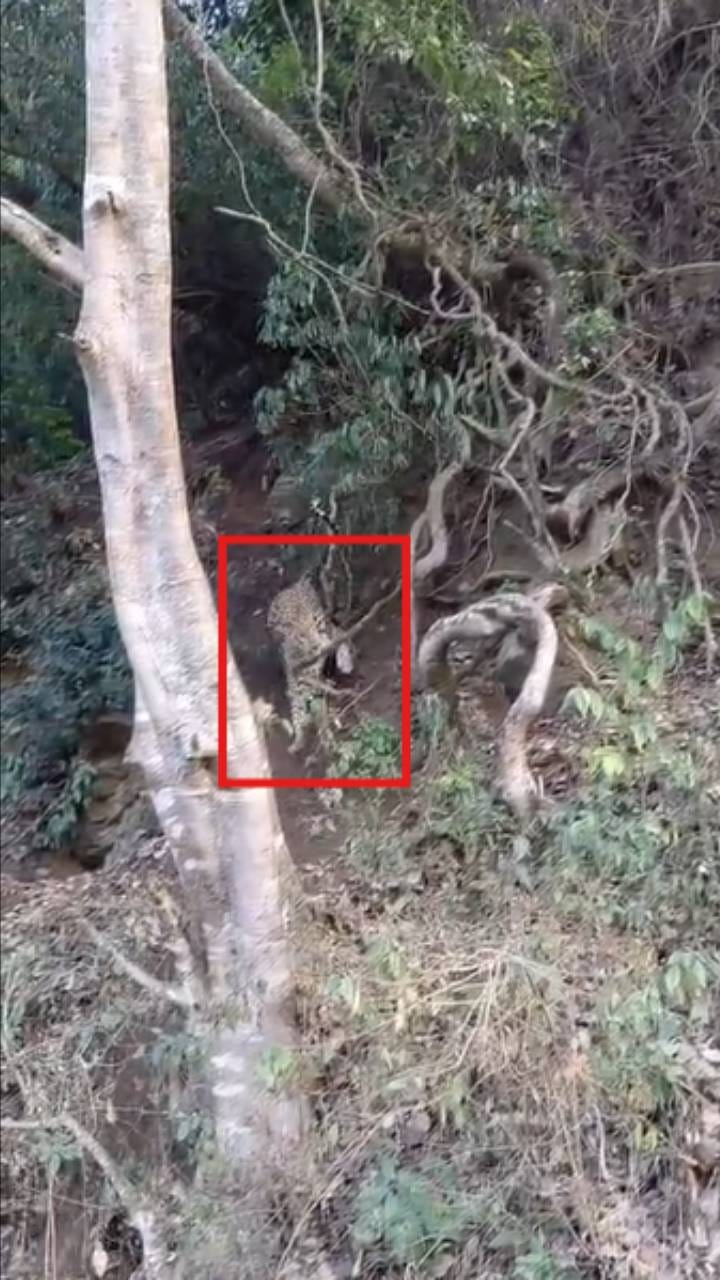 ಮರದ ರೆಂಬೆ ಕೊಂಬೆ ಮಧ್ಯೆ ಸಿಲುಕಿ ಪರದಾಡಿದ ಚಿರತೆ