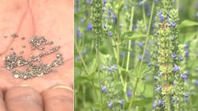 ಕಬ್ಬಿಗೆ ಗುಡ್‌ ಬೈ ಹೇಳಿ ಬಹುಬೇಡಿಕೆ ಬೆಳೆಯತ್ತ ಮುಖಮಾಡಿದ ರೈತರು