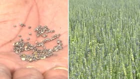 ಚಿಯಾ ಬೆಳೆಗಾರರಿಗೆ ತಟ್ಟಿದ ಯುದ್ಧದ ಬಿಸಿ: ಸರ್ರನೆ ಕುಸಿದ ದರ