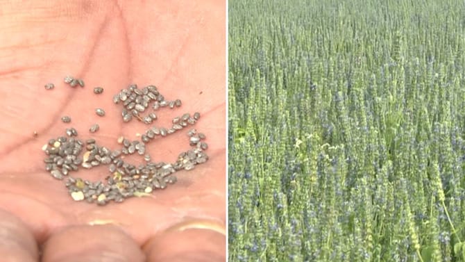 ಚಿಯಾ ಬೆಳೆಗಾರರಿಗೆ ತಟ್ಟಿದ ಯುದ್ಧದ ಬಿಸಿ: ಸರ್ರನೆ ಕುಸಿದ ದರ