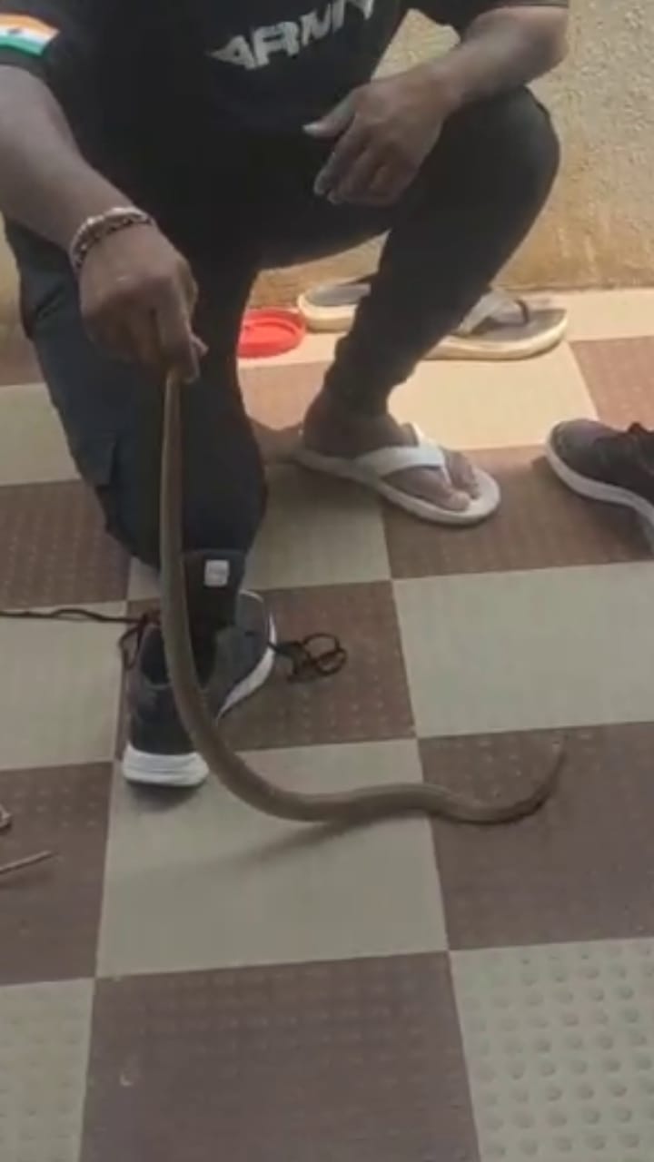 ನೆಲಮಂಗಲ: ಶೂ ಒಳಗೆ ಅಡಗಿತ್ತು ಭಾರಿ ಗಾತ್ರದ ನಾಗರ ಹಾವು