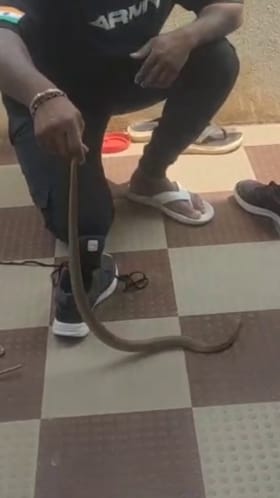 ನೆಲಮಂಗಲ: ಶೂ ಒಳಗೆ ಅಡಗಿತ್ತು ಭಾರಿ ಗಾತ್ರದ ನಾಗರ ಹಾವು