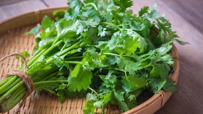 ಕೊತ್ತಂಬರಿ ಸೊಪ್ಪಿನ ಸೇವನೆಯಿಂದ ಲಭಿಸುವ ಪ್ರಯೋಜನಗಳೇನು?