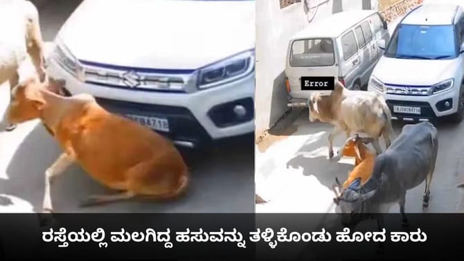 ರಸ್ತೆಯಲ್ಲಿ ಮಲಗಿದ್ದ ಹಸುವನ್ನು ತಳ್ಳಿಕೊಂಡು ಹೋದ ಕಾರು