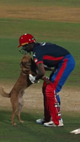 ಮೈದಾನಕ್ಕೆ ನುಗ್ಗಿದ ನಾಯಿ ಜೊತೆ ಆಟಕ್ಕಿಳಿದ ಬ್ಯಾಟ್ಸ್‌ಮನ್
