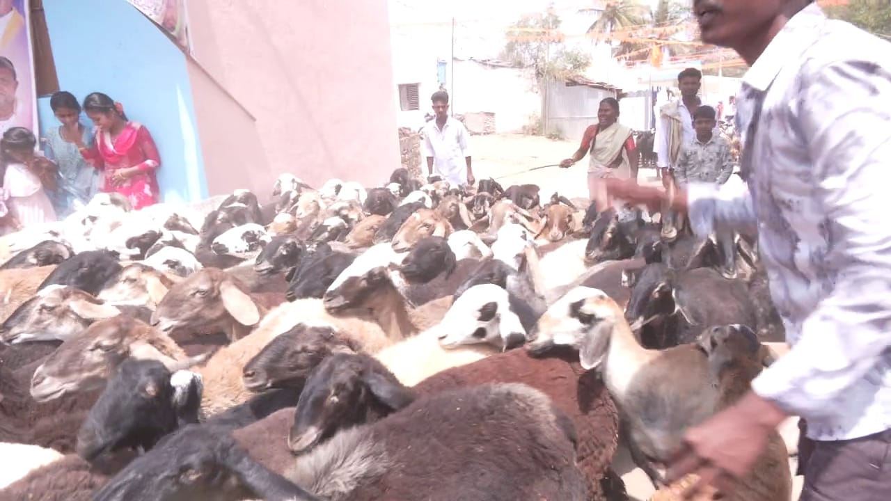 ಯುವಕರು ಟಗರುಗಳನ್ನು ತಂದು ದೇಗುಲದ ಆವರಣದಲ್ಲಿ ಡಿಕ್ಕಿ ಹೊಡೆಸಿ ಖುಷಿ ಪಡುತ್ತಾರೆ. ಆ ಬಳಿಕ ಅತ್ತಿಗೆ ನಾದಿನಿಯರು ಸಾಂಪ್ರದಾಯಿಕ ಡಿಕ್ಕಿ ಹಬ್ಬ ಆಚರಿಸುತ್ತಾರೆ. ಈ ಆಚರಣೆ ಅತ್ತಿಗೆ ನಾದಿನಿಯರ ಪ್ರೀತಿಯ ಅಪ್ಪುಗೆಯ ಹಬ್ಬವಾಗಿದ್ದು, ಪುರಾತನ ಕಾಲದಿಂದಲೂ ಆಚಿರಿಸಿಕೊಂಡು ಬರಲಾಗುತ್ತಿದೆ ಅಂತಾರೆ ಅಧ್ಯಾಪಕ ಡಾ.ಕರಿಯಪ್ಪ ಮಾಳಿಗೆ ಅವರು.