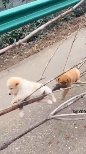 ಮುಂದೆ ಹೋಗ್ಲಿ ಐಸಾ, ಇನ್ನೂ ಹೋಗ್ಲಿ ಐಸಾ ಇದು ಮುದ್ದು ಶ್ವಾನಗಳ ಗಾಡಿ