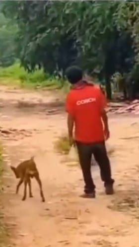 ಯಾಕೋ ರಸ್ತೆ ಅಲುಗಾಡ್ತಿದ್ದಂಗಿದೆಯಲ್ಲಾ, ಮಾಲೀಕನಂತೆ ಕುಡಿದು ತೂರಾಡಿದ ನಾಯಿ