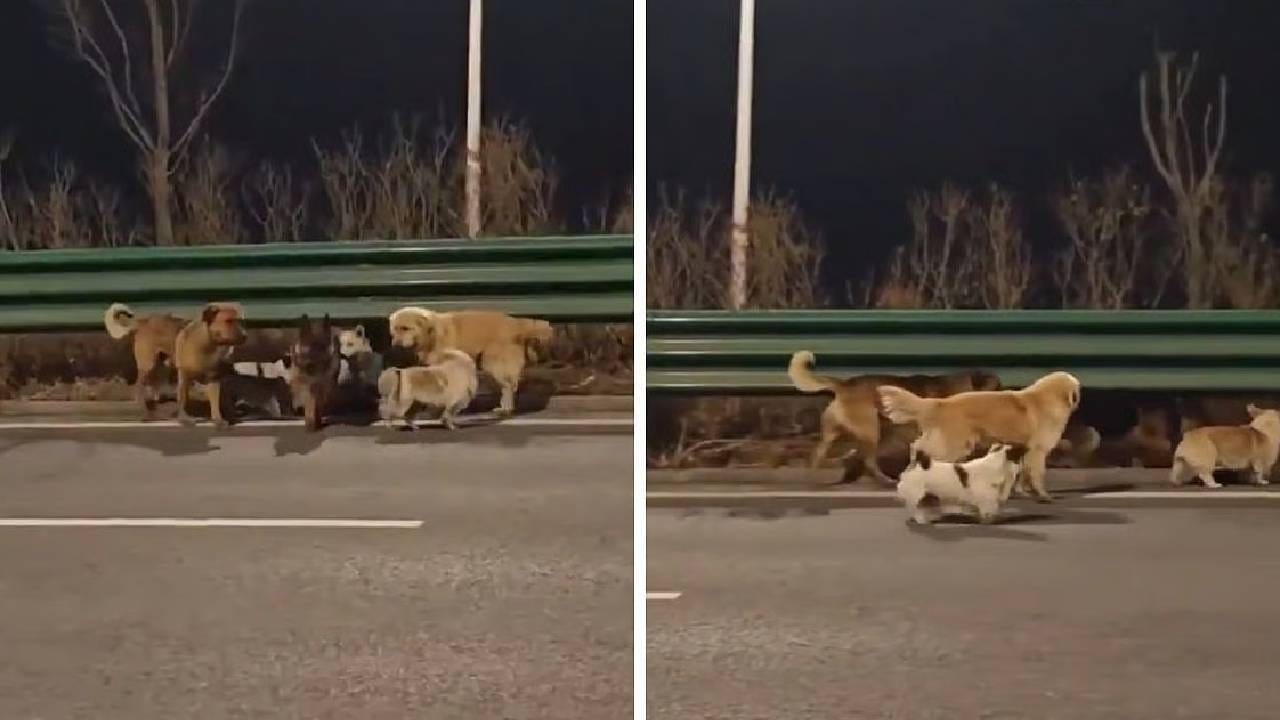 ವಿಡಿಯೋ: ಕದ್ದು ಮಾಂಸದಂಗಡಿಗೆ ಸಾಗಿಸುತ್ತಿದ್ದ ಟ್ರರಿಂದ ಹಾರಿ ಪ್ರಾಣ ಉಳಿಸಿಕೊಂಡ ನಾಯಿಗಳು