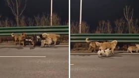 ಟ್ರಕ್​ನಿಂದ ಹಾರಿ ಪ್ರಾಣ ಉಳಿಸಿಕೊಂಡು, 17 ಕಿ.ಮೀ ನಡೆದ ನಾಯಿಗಳು