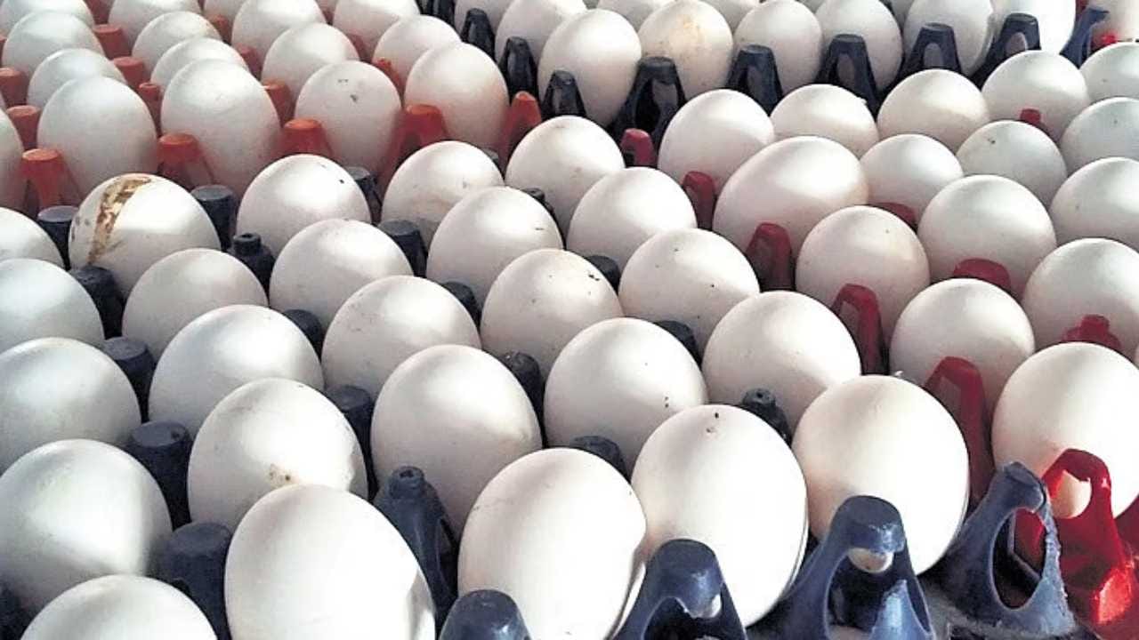 ಉತ್ತರ ಕರ್ನಾಟಕದ ಮೊಟ್ಟೆ ಉದ್ಯಮಕ್ಕೂ ತಟ್ಟಿದ ಯುದ್ಧದ ಬಿಸಿ; ಲಕ್ಷಾಂತರ ರೂ. ಮೌಲ್ಯದ ಮೊಟ್ಟೆಗಳು ಮಣ್ಣುಪಾಲು!