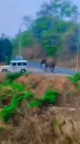 ಅರಣ್ಯ ಇಲಾಖೆ ಜೀಪ್​​​ ಮೇಲೆ ಕಾಡಾನೆ ಅಟ್ಯಾಕ್​​: ಚಾಲಕ ಜಸ್ಟ್​ ಮಿಸ್​