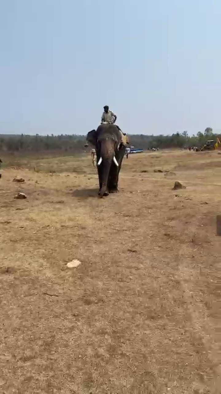 ಚನ್ನಪಟ್ಟಣದಲ್ಲಿ ಕಾಡಾನೆ ಸೆರೆಗೆ ಬಂತು ಗಜಪಡೆ!