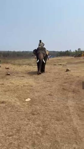 ಚನ್ನಪಟ್ಟಣದಲ್ಲಿ ಕಾಡಾನೆ ಸೆರೆಗೆ ಬಂತು ಗಜಪಡೆ!