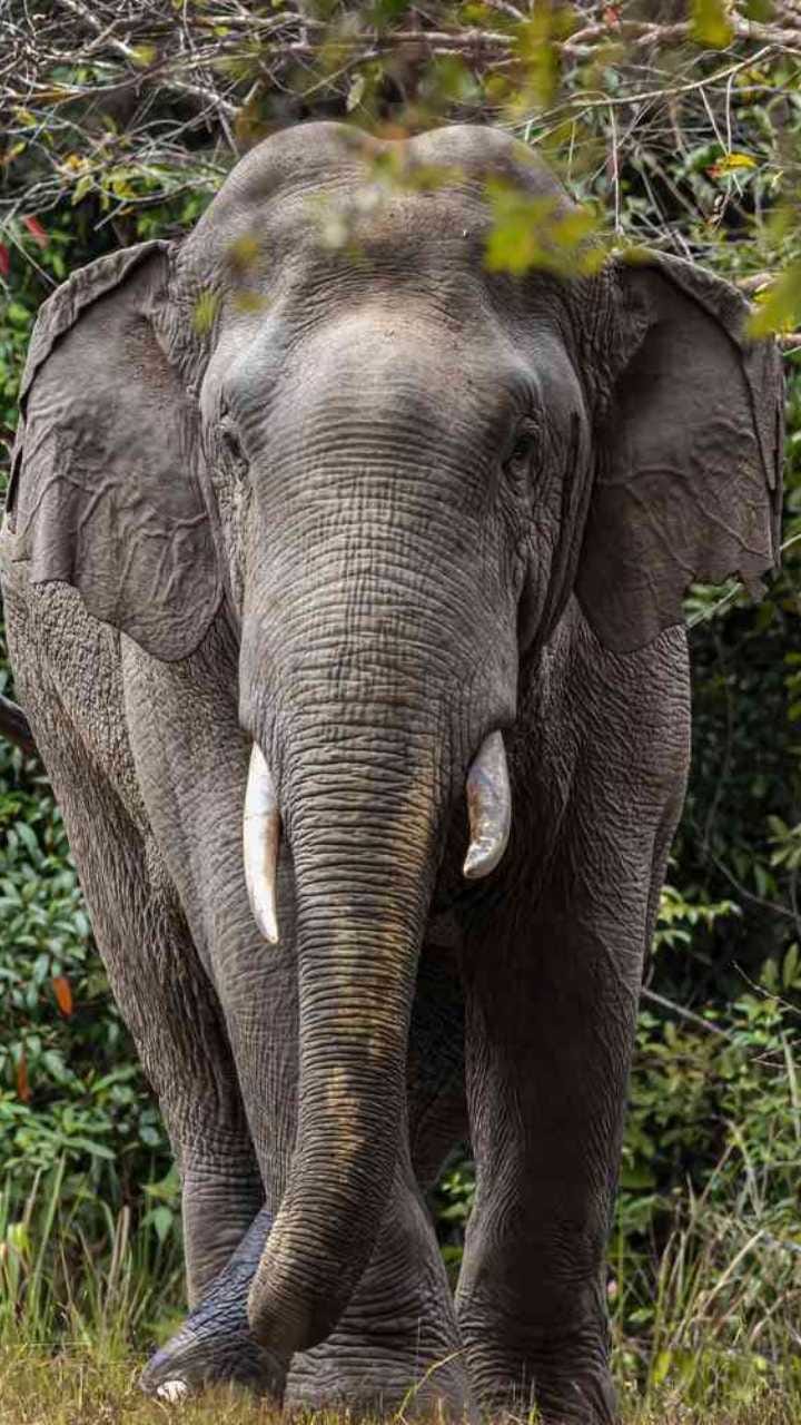 ಗಡಿ ನಾಡು ಚಾಮರಾಜನಗರದಲ್ಲಿ ಮತ್ತೆ ಕಾಡಾನೆ ಉಪಟಳ!