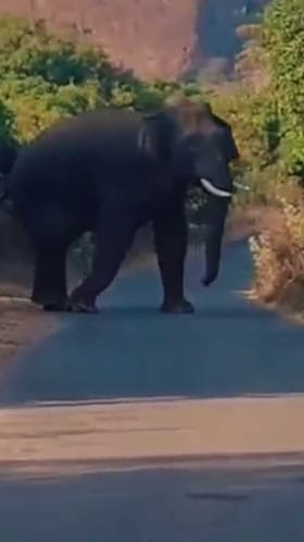 ನಡುರಸ್ತೆಯಲ್ಲಿ ಕಾಣಿಸಿಕೊಳ್ತು ಒಂಟಿ ಸಲಗ!