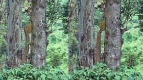 ಸೊಂಡಿಲ ಬಳಸಿ ಮರದಿಂದ ಹಲಸಿನ ಕಾಯಿ ಕಿತ್ತ ಆನೆ