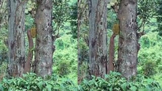 ಮದುವೆ ಮಾಡಿಕೊಂಡು ನೇರವಾಗಿ ದರ್ಶನ್ ಮನೆ ಮುಂದೆ ಬಂದ ನವ ಜೋಡಿ