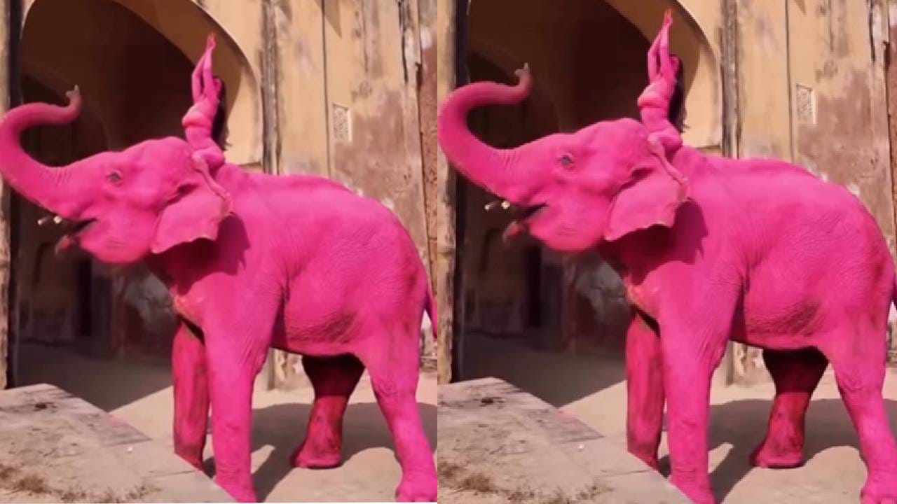 ವಿಡಿಯೋ: ಗುಲಾಬಿ ಆನೆಯ ಮೇಲೆ ಗುಲಾಬಿ ಸುಂದರಿ, ಜೈಪುರದಲ್ಲಿ ವಿದೇಶಿ ಯುವತಿಯ ಫೋಟೊಶೂಟ್ಗೆ ಆಕ್ರೋಶ