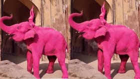 ಗುಲಾಬಿ ಆನೆಯ ಮೇಲೆ ಗುಲಾಬಿ ಸುಂದರಿ