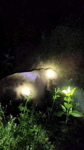 ತರೀಕೆರೆ: ಕೃಷಿ ಭೂಮಿಗೆ ನುಗ್ಗಿದ ಕಾಡಾನೆ, ರೈತರೇ ಓಡಿಸಿದ್ಹೇಗೆ ನೋಡಿ!