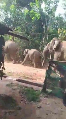 ಏರಿಯಾಕ್ಕೆ ನುಗ್ಗಿದ ಕಾಡಾನೆ ಹಿಂಡು