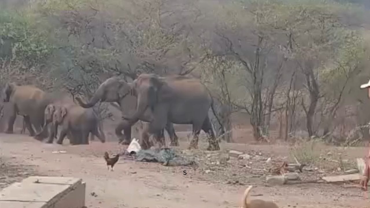 ಏಕಾಏಕಿ ಗ್ರಾಮಕ್ಕೆ ನುಗ್ಗಿದ ಕಾಡಾನೆ ಹಿಂಡು ಕಂಡು ಬೆಚ್ಚಿಬಿದ್ದ ಜನ