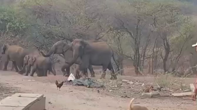 ಗ್ರಾಮಕ್ಕೆ ನುಗ್ಗಿದ ಕಾಡಾನೆ ಹಿಂಡು ಕಂಡು ಬೆಚ್ಚಿಬಿದ್ದ ಜನ