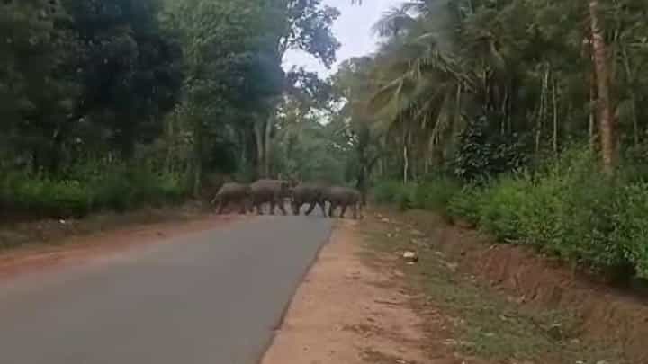 ಚಿಕ್ಕಮಗಳೂರು: ಗೋಣಿಬೀಡು ಬಳಿ 30ಕ್ಕೂ ಹೆಚ್ಚು ಕಾಡಾನೆಗಳ ದರ್ಬಾರ್, ಜನರು ಕಂಗಾಲು ಚಿಕ್ಕಮಗಳೂರು: ಗೋಣಿಬೀಡು ಬಳಿ 30ಕ್ಕೂ ಹೆಚ್ಚು ಕಾಡಾನೆಗಳ ದರ್ಬಾರ್, ಜನರು ಕಂಗಾಲು