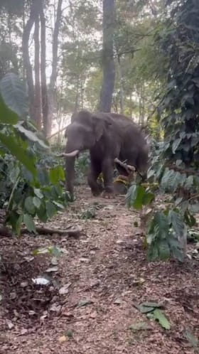 ಕೃಷಿಕನನ್ನು ಬಲಿ ಪಡೆದಿದ್ದ ಕಾಡಾನೆ ಸೆರೆ