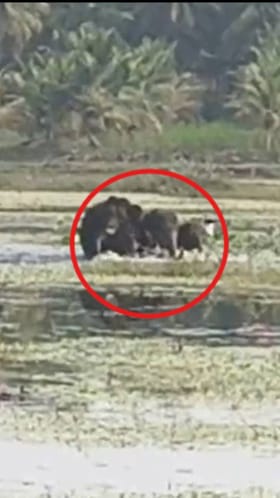 ಮಖ್ನಾ ಆನೆ ಸೆರೆ ಬೆನ್ನಲ್ಲೇ ಮೂರು ಕಾಡಾನೆ ಪ್ರತ್ಯೇಕ್ಷ