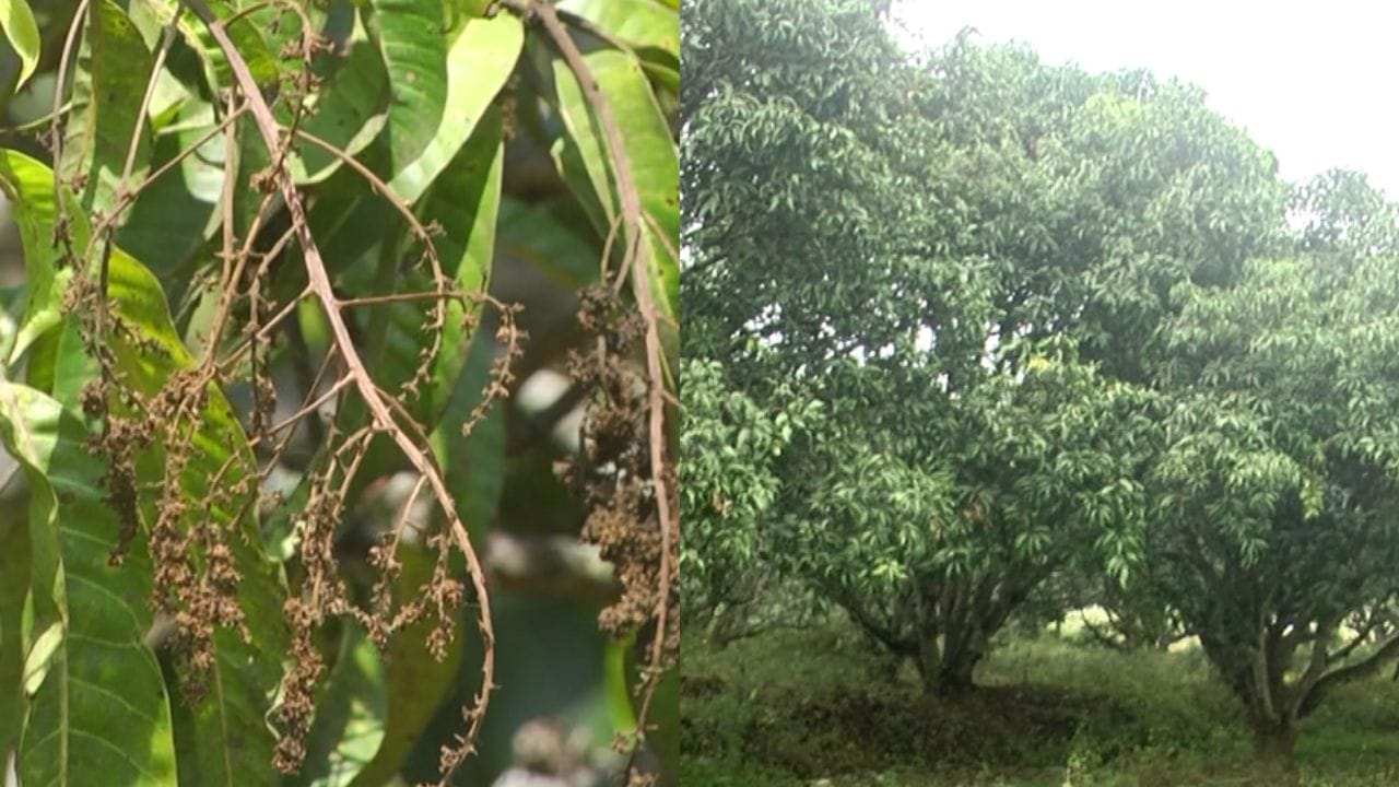 ಧಾರಾವಾಡ: ಆಲಿಕಲ್ಲು ಮಳೆಗೆ ಉದುರಿದ ಮಾವು; ಕೈಗೆ ಬಂದ ತುತ್ತು ಬಾಯಿಗೆ ಬಾರದಂತಾಗಿ ಕಂಗಾಲಾದ ಅನ್ನದಾತ!