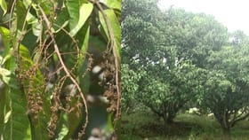 ಆಲಿಕಲ್ಲು ಮಳೆಗೆ ಉದುರಿದ ಮಾವು