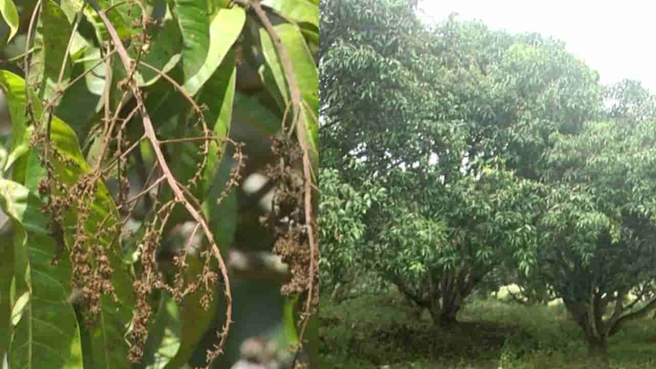 ಧಾರಾವಾಡ: ಆಲಿಕಲ್ಲು ಮಳೆಗೆ ಉದುರಿದ ಮಾವು; ಕೈಗೆ ಬಂದ ತುತ್ತು ಬಾಯಿಗೆ ಬಾರದಂತಾಗಿ ಕಂಗಾಲಾದ ಅನ್ನದಾತ!