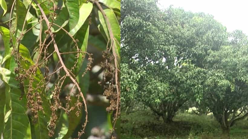 ಧಾರಾವಾಡ: ಆಲಿಕಲ್ಲು ಮಳೆಗೆ ಉದುರಿದ ಮಾವು; ಕೈಗೆ ಬಂದ ತುತ್ತು ಬಾಯಿಗೆ ಬಾರದಂತಾಗಿ ಕಂಗಾಲಾದ ಅನ್ನದಾತ!