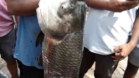 ಒಡೆದ ತುಂಗಭದ್ರಾ ಎಡದಂಡೆ ಕಾಲುವೆ, ಸಿಕ್ತು ಬೃಹತ್ ಗಾತ್ರದ​ ಮೀನು