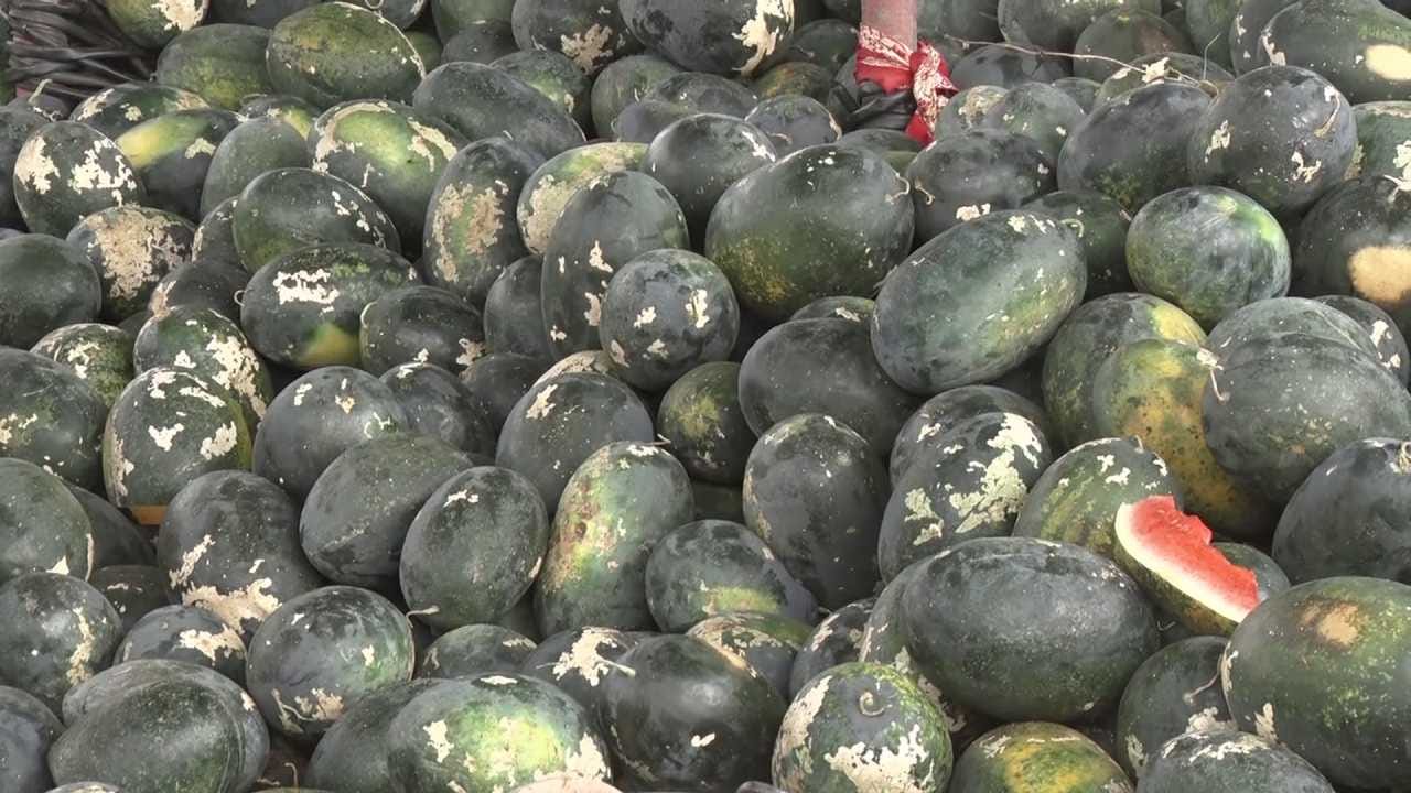 ಗದಗ ಜಿಲ್ಲೆಯಲ್ಲಿ ಭಾರಿ ಗಾಳಿ, ಮಳೆ ಹಾಗೂ ಆಲಿಕಲ್ಲು ಮಳೆಯಿಂದ ರೈತರು ಸಂಕಷ್ಟಕ್ಕೀಡಾಗಿದ್ದಾರೆ. ಶಿರಹಟ್ಟಿ ತಾಲೂಕಿನ ಮಾಗಡಿ ಗ್ರಾಮದಲ್ಲಿ ನೂರಾರು ಎಕರೆಗಳಲ್ಲಿ ಬೆಳೆದ ಕಲ್ಲಂಗಡಿ ತೋಟಗಳು ಹಾನಿಗೊಳಗಾಗಿ ಅನ್ನದಾತರು ಕಂಗಾಲಾಗಿದ್ದಾರೆ. ಬೇಸಿಗೆಯಲ್ಲಿ ಉತ್ತಮ ಲಾಭದ ನಿರೀಕ್ಷೆಯಲ್ಲಿದ್ದ ರೈತರಿಗೆ ವರುಣನ ಆರ್ಭಟ ದೊಡ್ಡ ಹೊಡೆತ ನೀಡಿದೆ.
